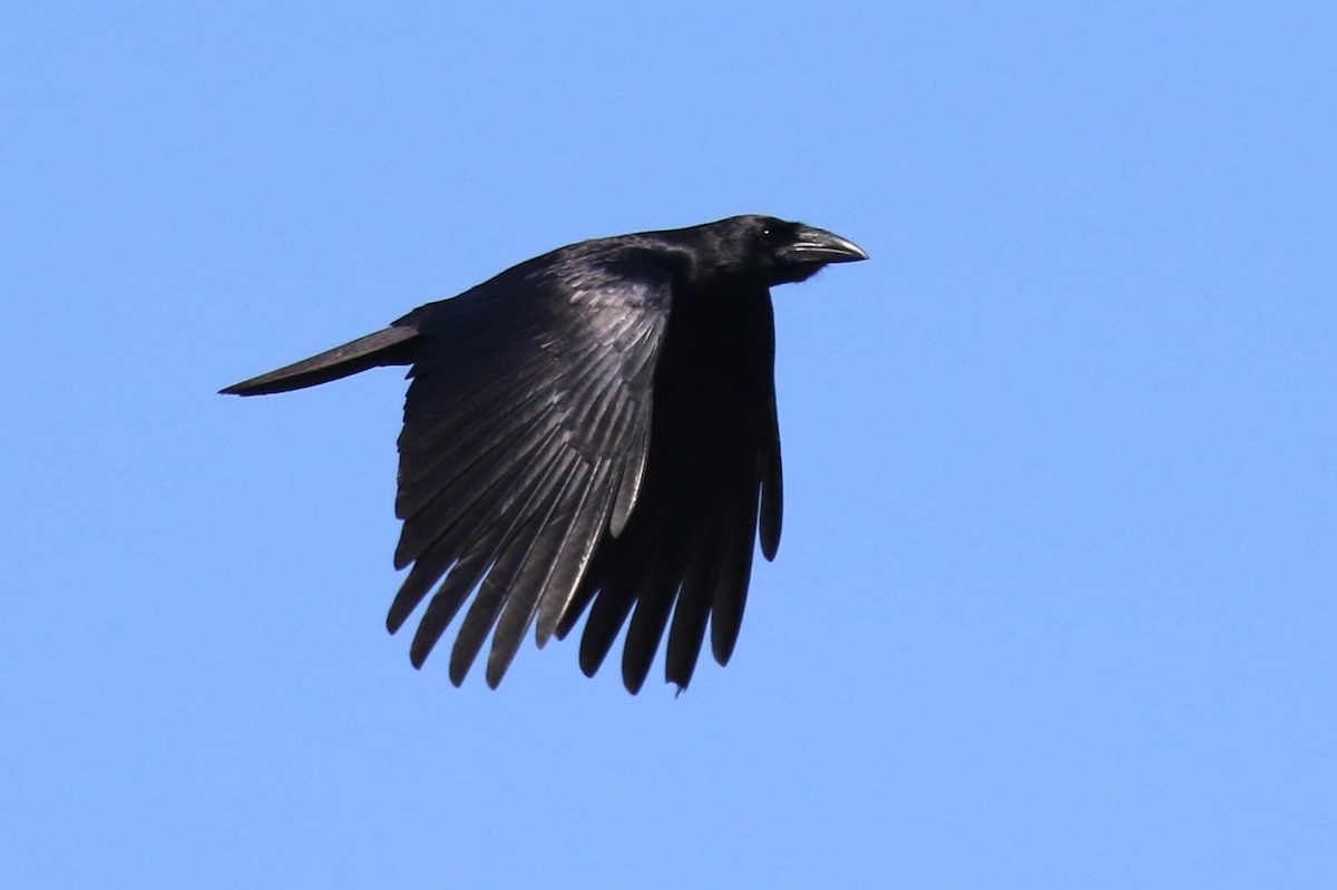 Hispaniolan Palm-Crow - Knut Hansen