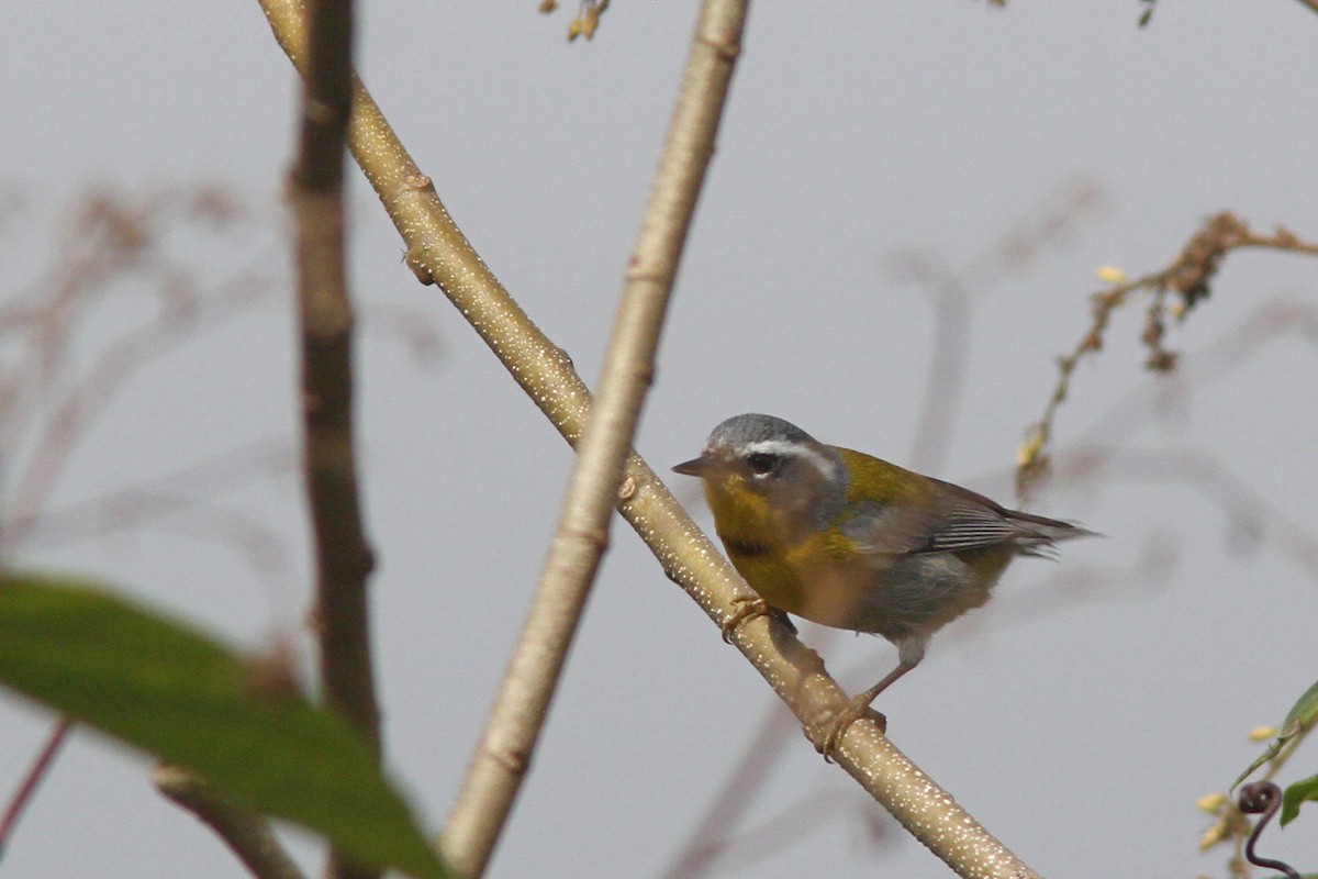 Crescent-chested Warbler - Larry Therrien