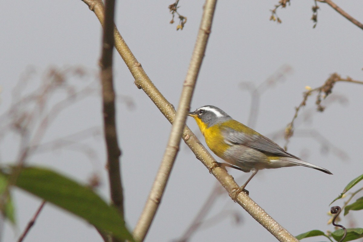 Crescent-chested Warbler - Larry Therrien