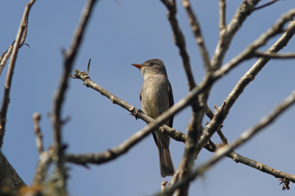 Greater Pewee - ML139636771
