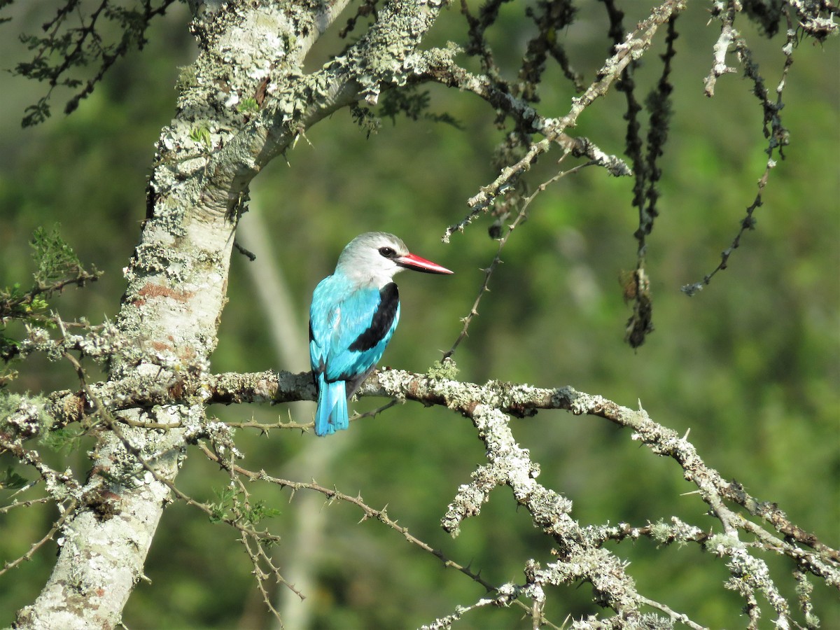 Woodland Kingfisher - Hugo Foxonet