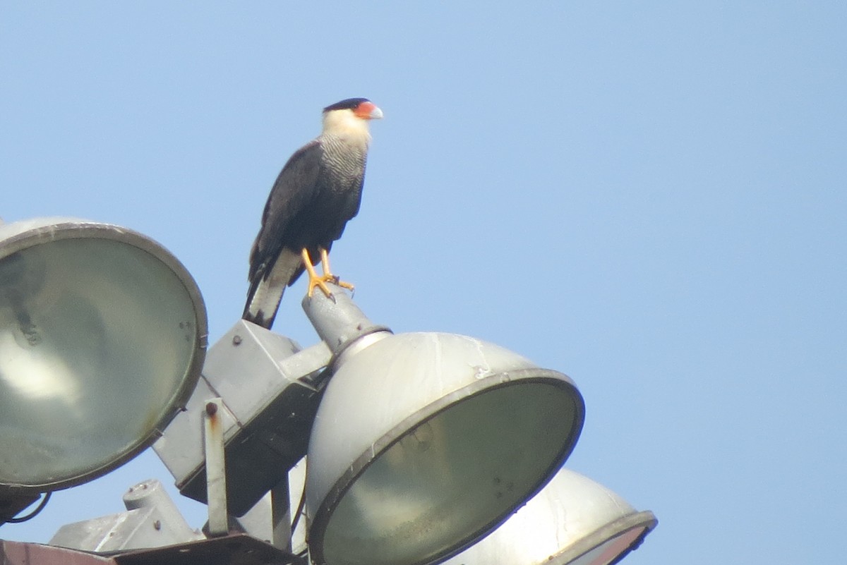 Crested Caracara (Southern) - ML139638121