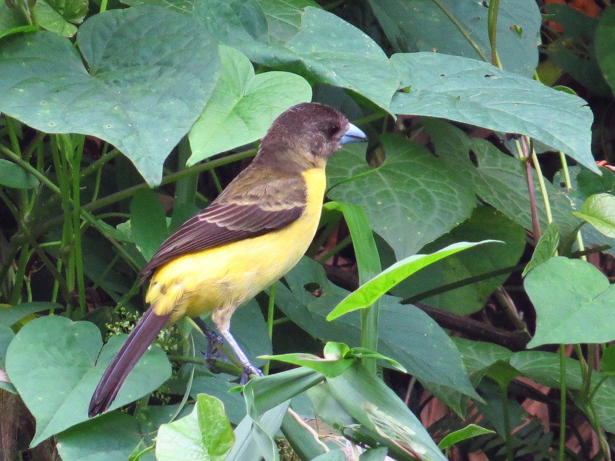 Flame-rumped Tanager - ML139638691