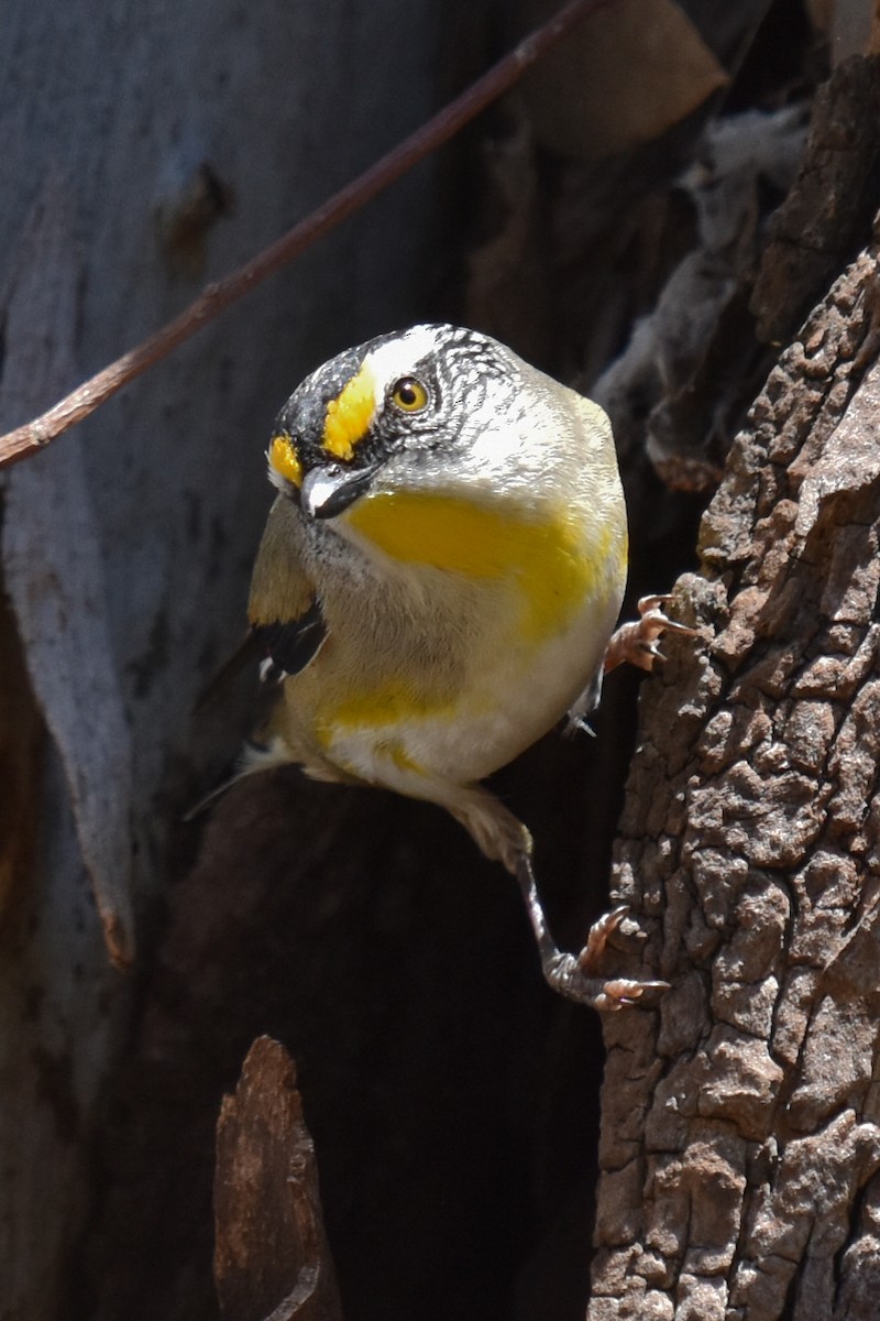 Striated Pardalote - Peter Griffiths