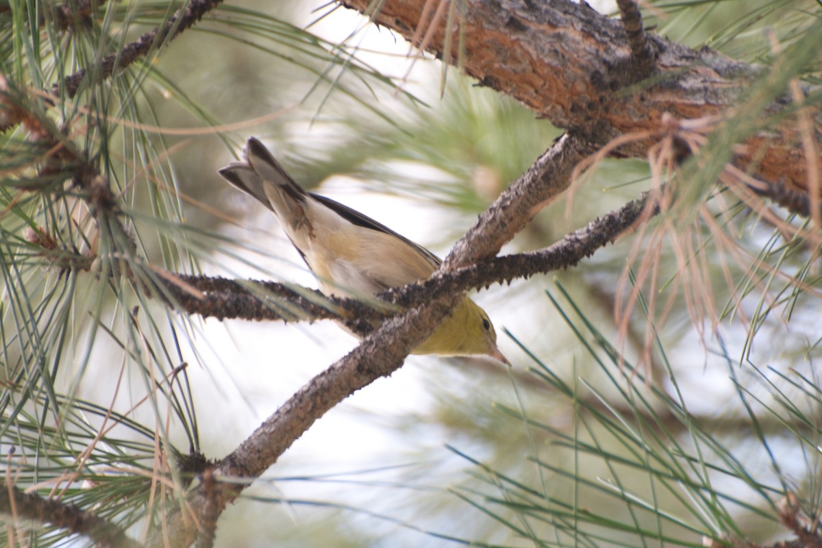 Bay-breasted Warbler - Christian  Nunes
