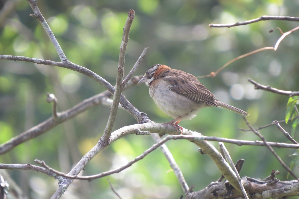 Rufous-collared Sparrow - ML139640071