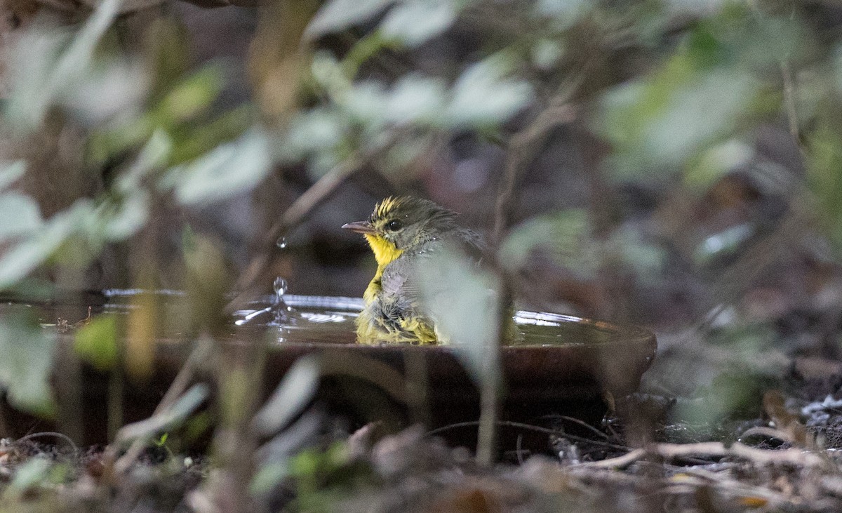 Golden-crowned Warbler - Ian Davies