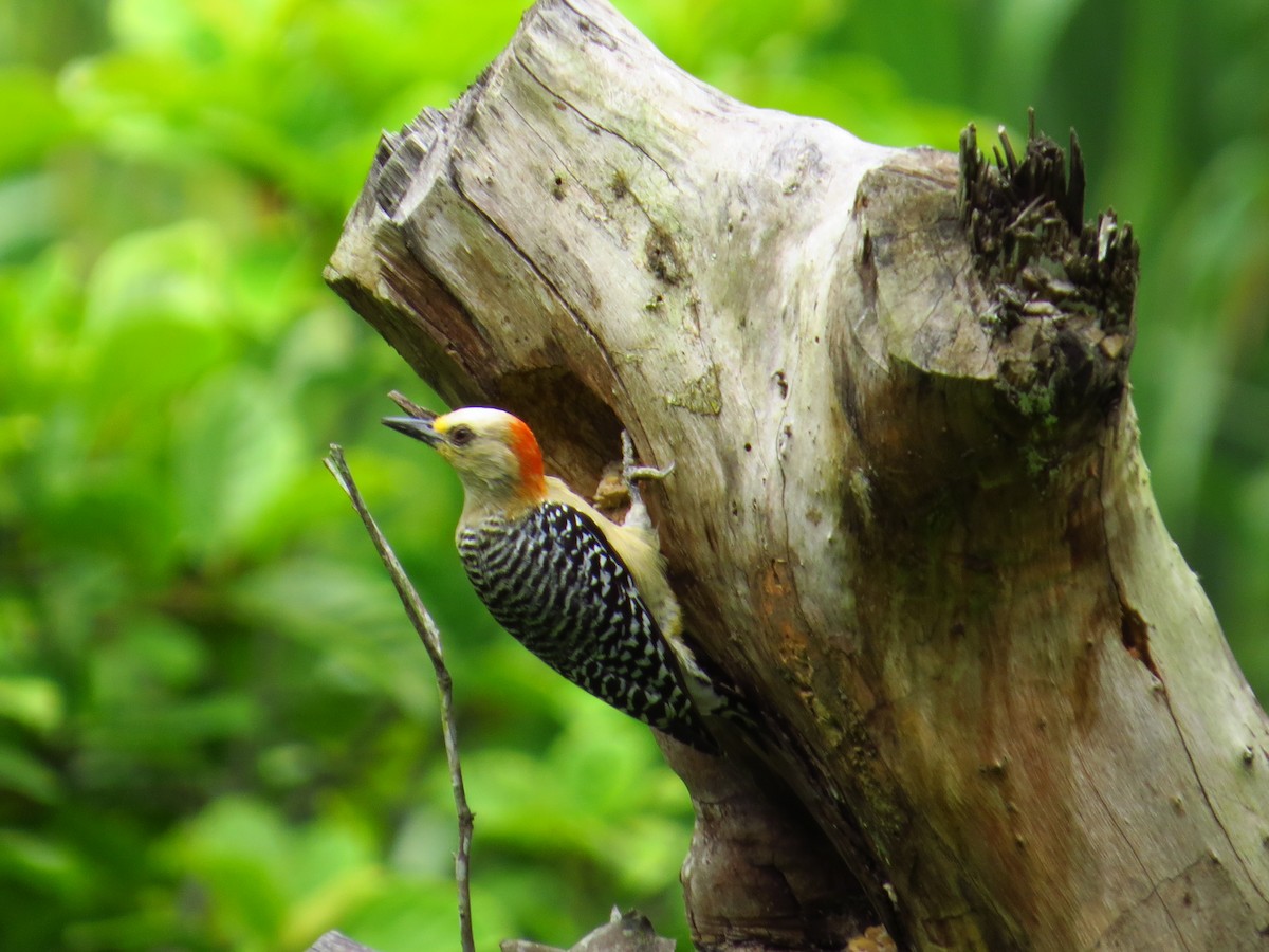 Red-crowned Woodpecker - ML139641111
