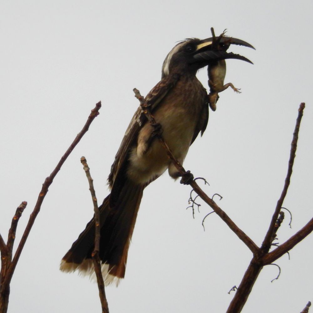 African Gray Hornbill - Fernando Nunes