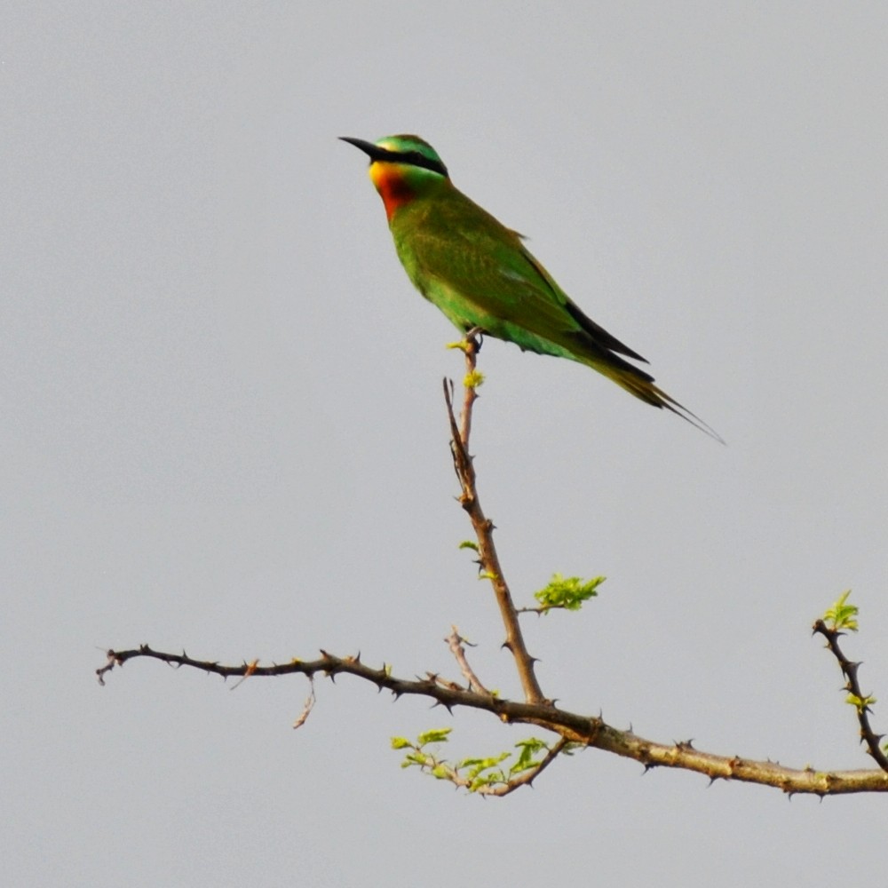 Blue-cheeked Bee-eater - Fernando Nunes