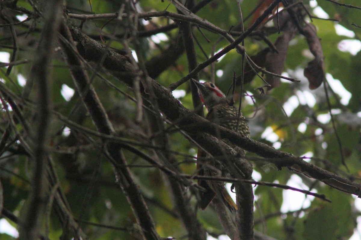 Golden-olive Woodpecker (Bronze-winged) - Larry Therrien