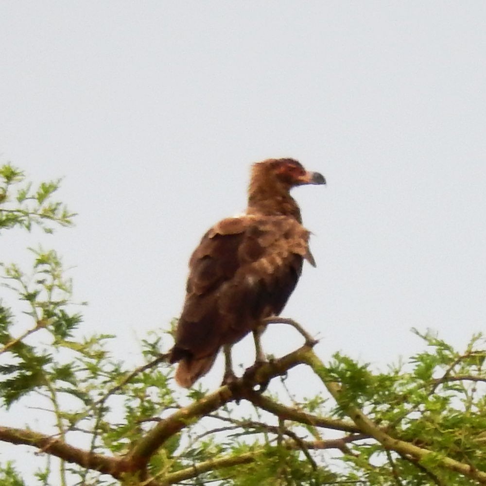 Palm-nut Vulture - Fernando Nunes