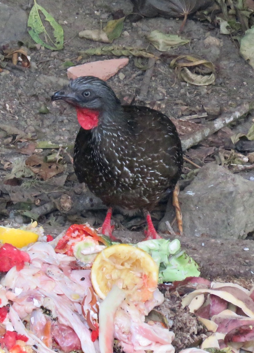 Band-tailed Guan - Sue Wright