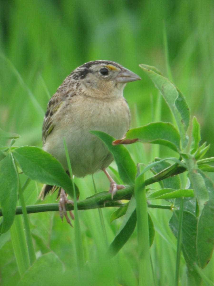 Grasshopper Sparrow - ML139647841