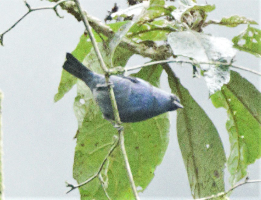 Blue-and-black Tanager - ML139650201