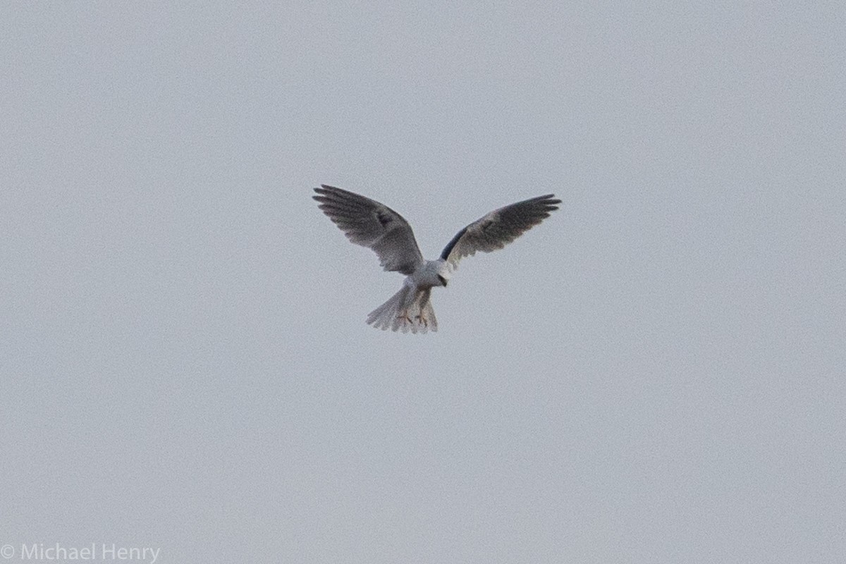 White-tailed Kite - ML139654611
