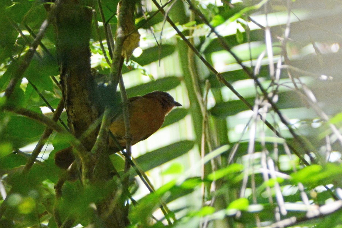 Red-crowned Ant-Tanager - ML139657771