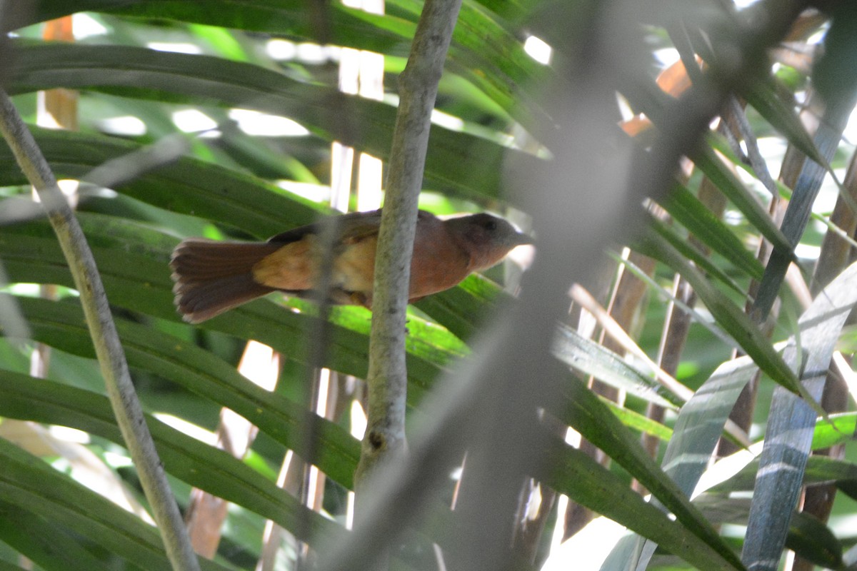 Red-crowned Ant-Tanager - ML139657791