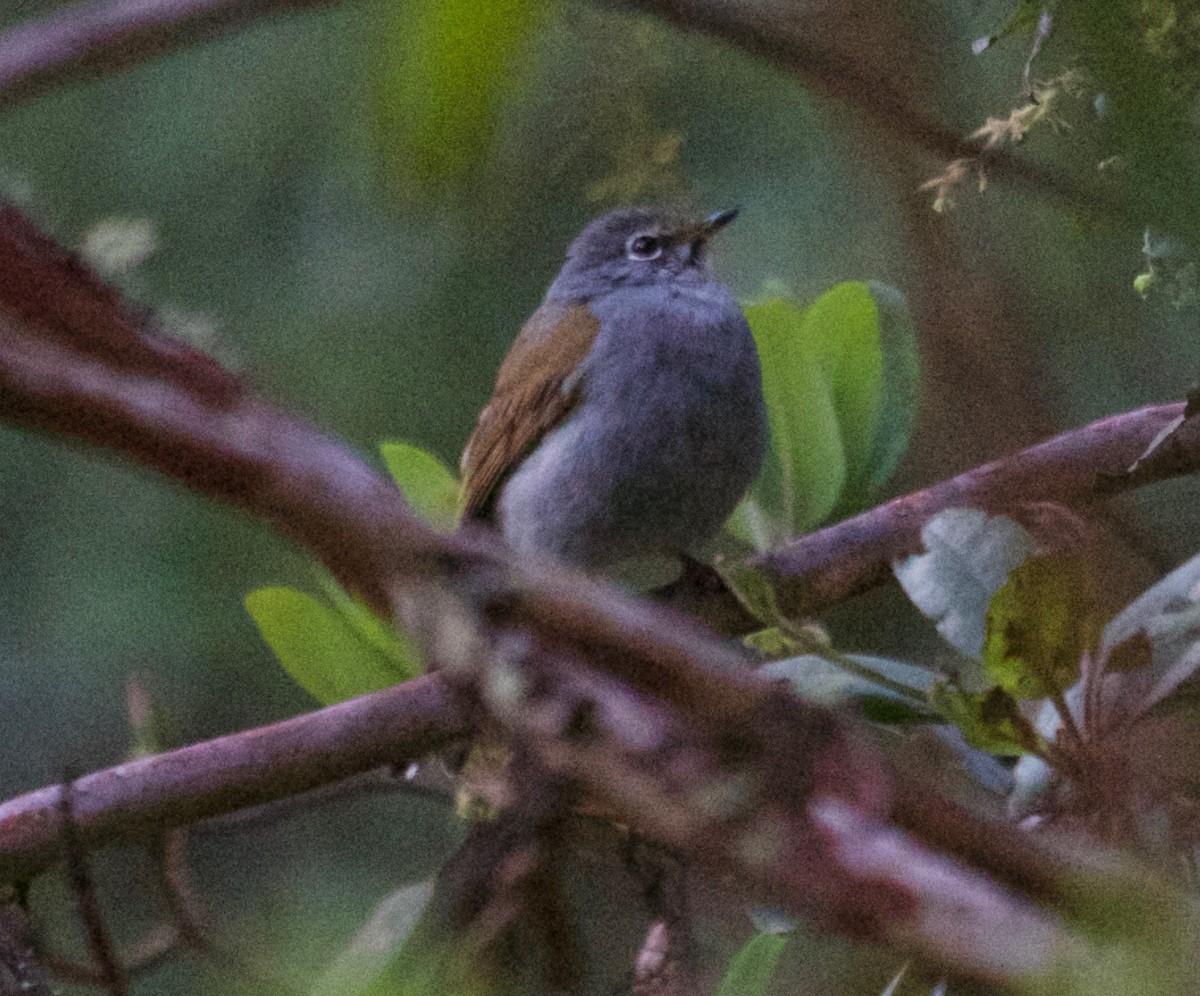 Brown-backed Solitaire - Rob O'Donnell