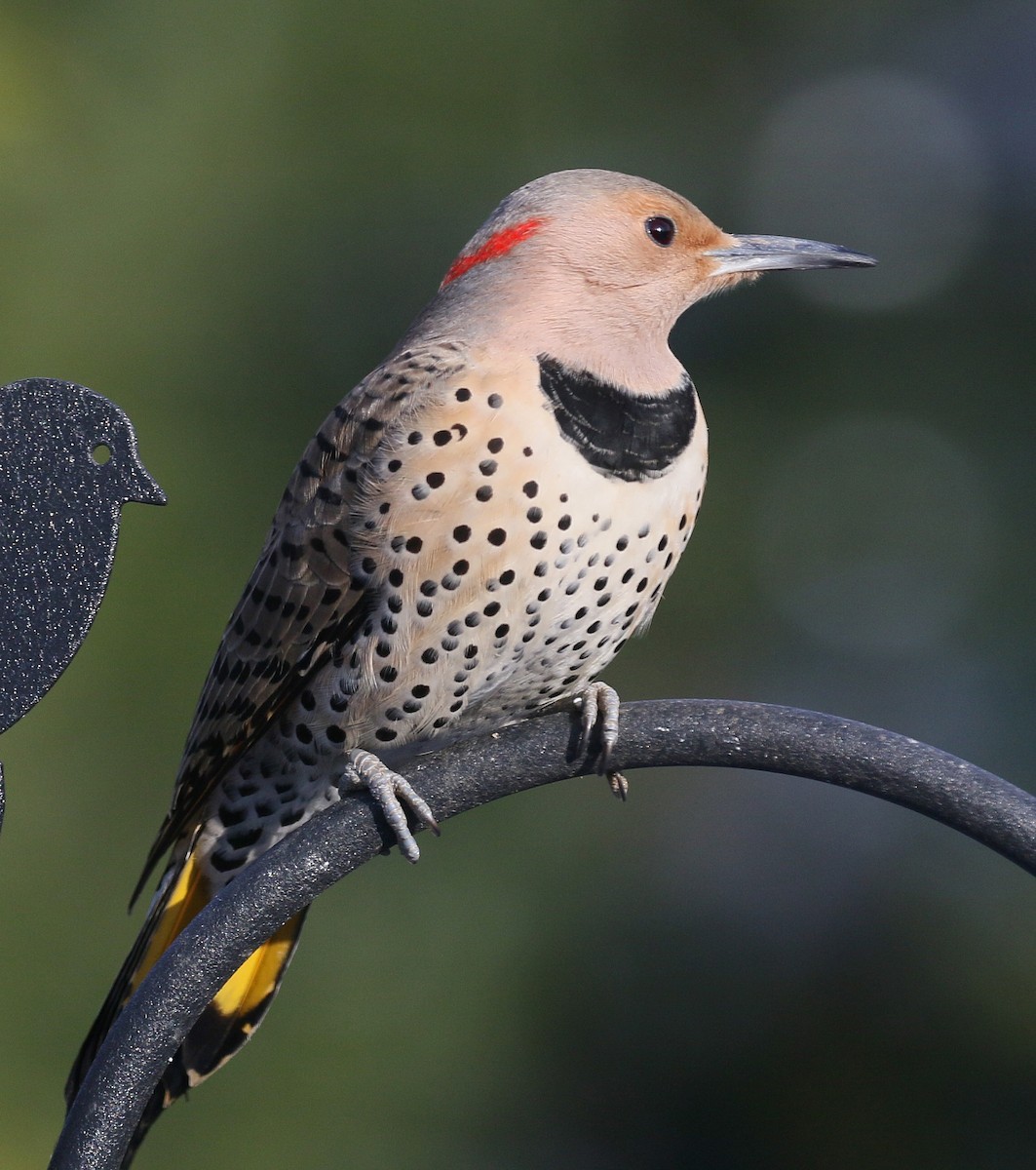 Northern Flicker (Yellow-shafted) - ML139663341