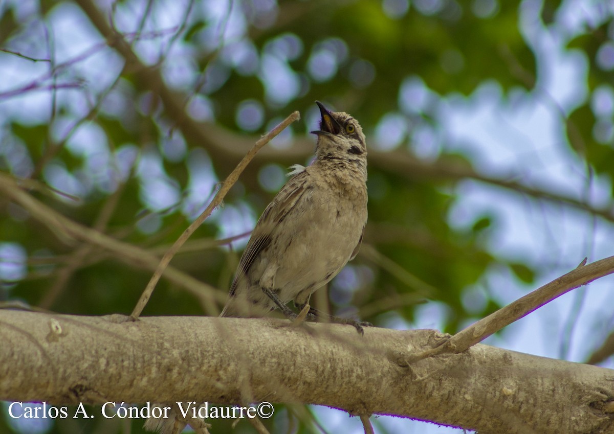 Long-tailed Mockingbird - Carlos Alberto Cóndor Vidaurre