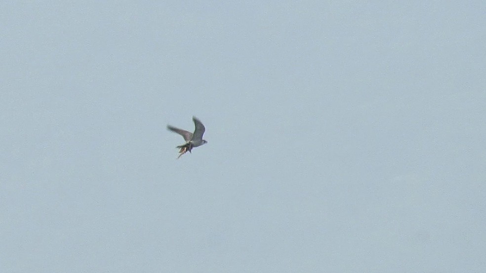 Peregrine Falcon (Eurasian) - ML139666521