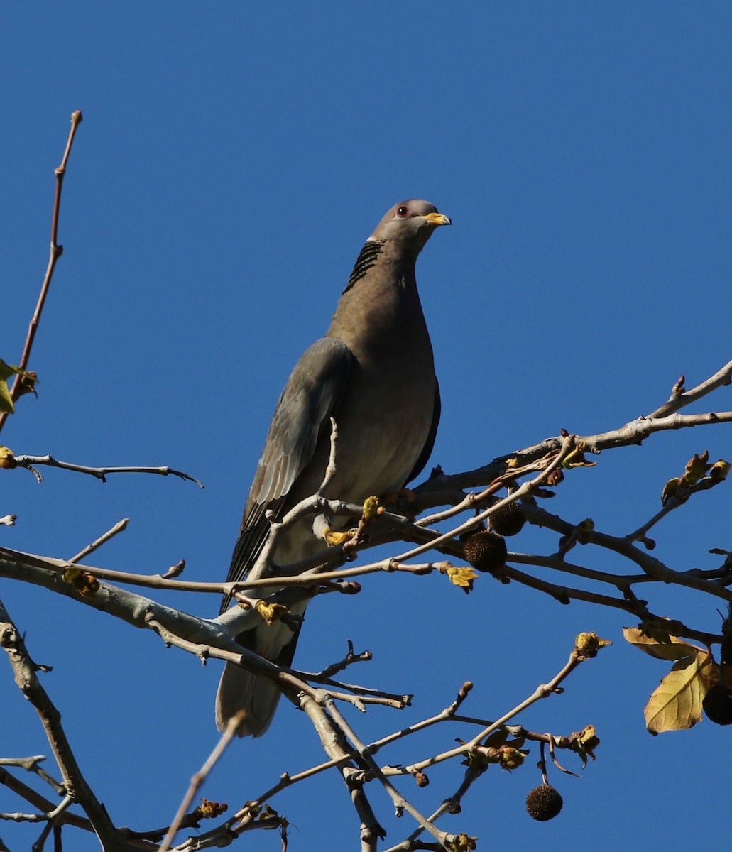 Band-tailed Pigeon - ML139668751