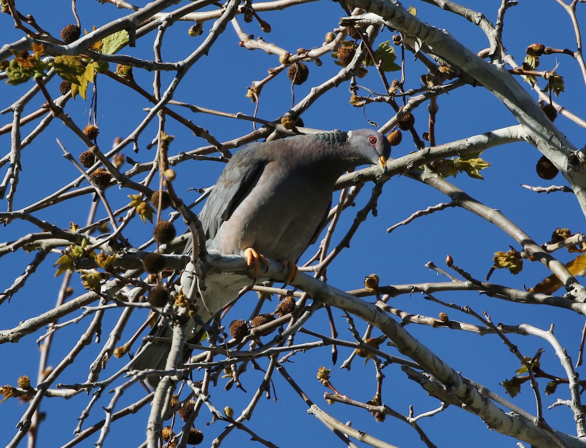 Band-tailed Pigeon - ML139668761