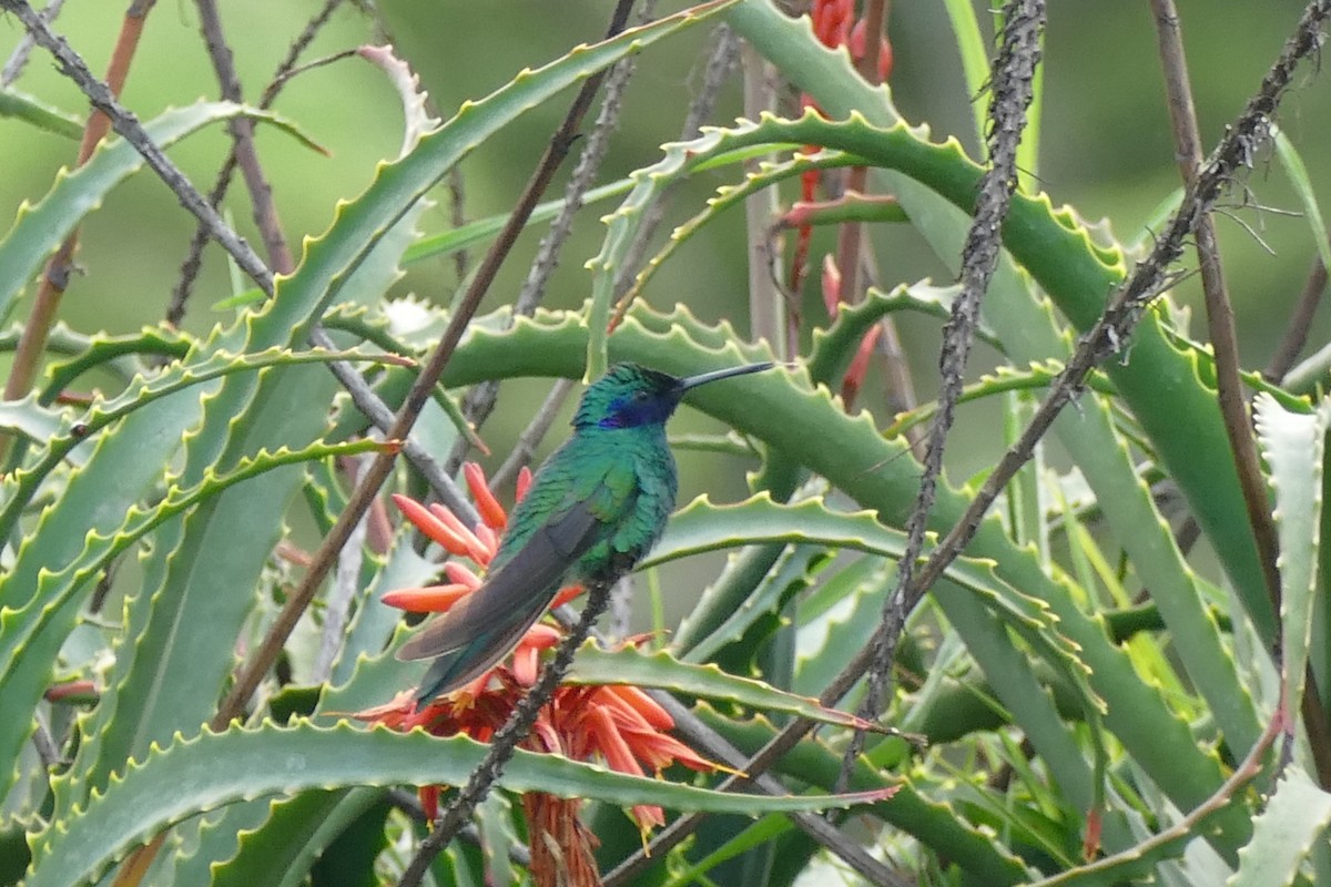 kolibřík modrolící - ML139668941