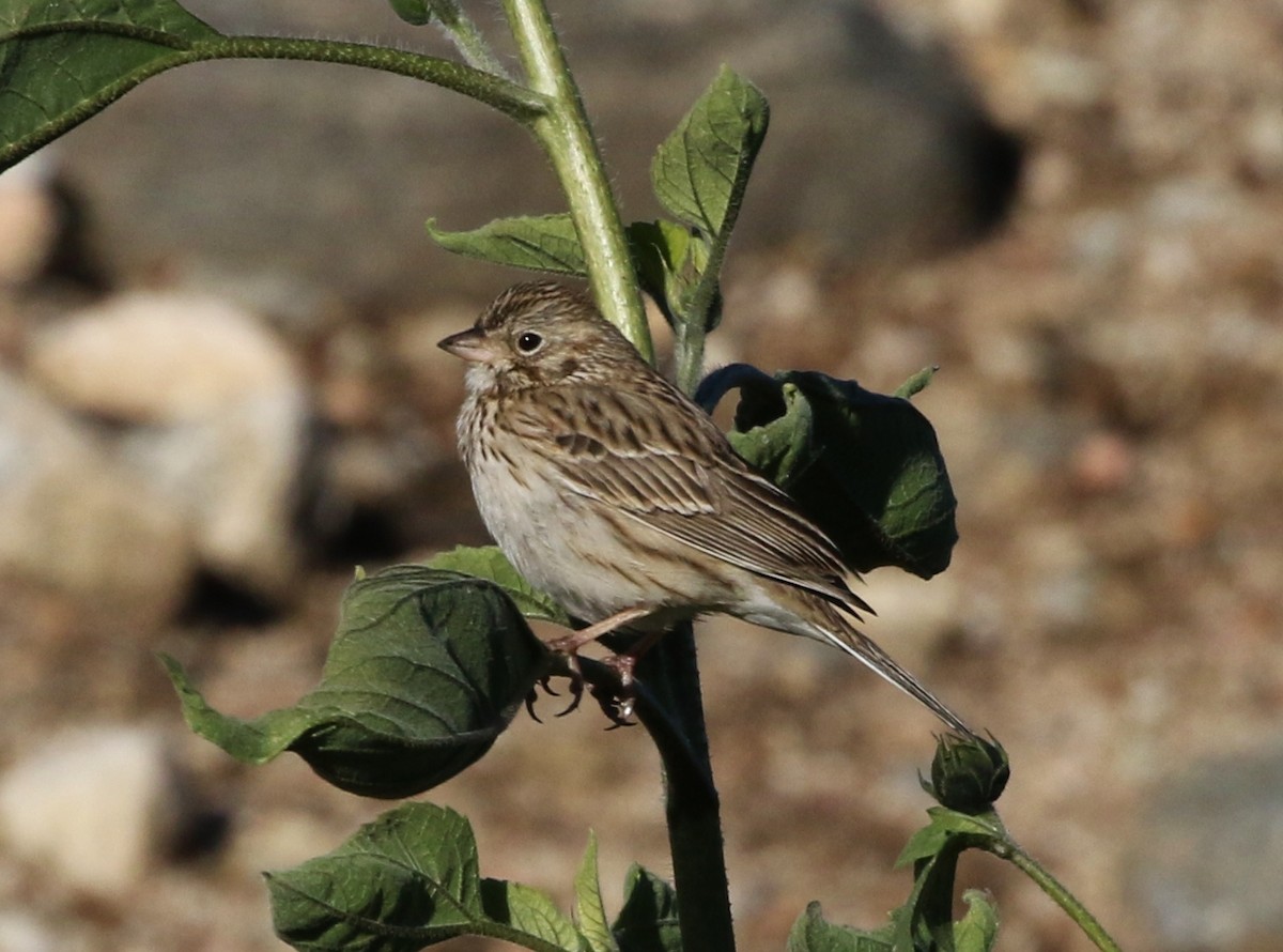 Vesper Sparrow - Tom Benson