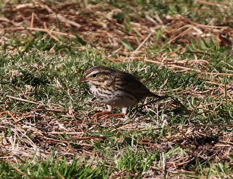 Savannah Sparrow - ML139669081