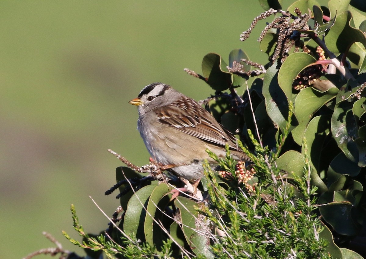 White-crowned Sparrow (Gambel's) - ML139669251