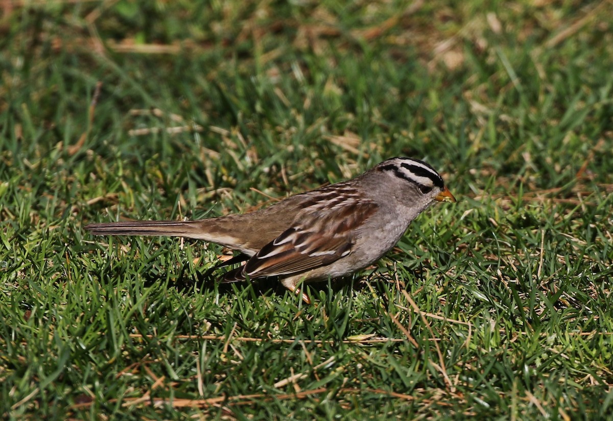 White-crowned Sparrow (Gambel's) - ML139669291