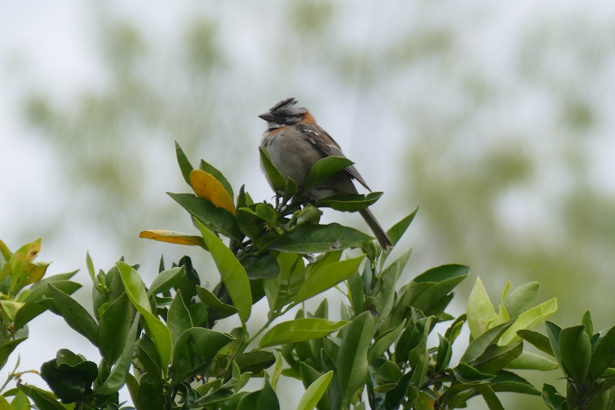 Rufous-collared Sparrow - ML139669421