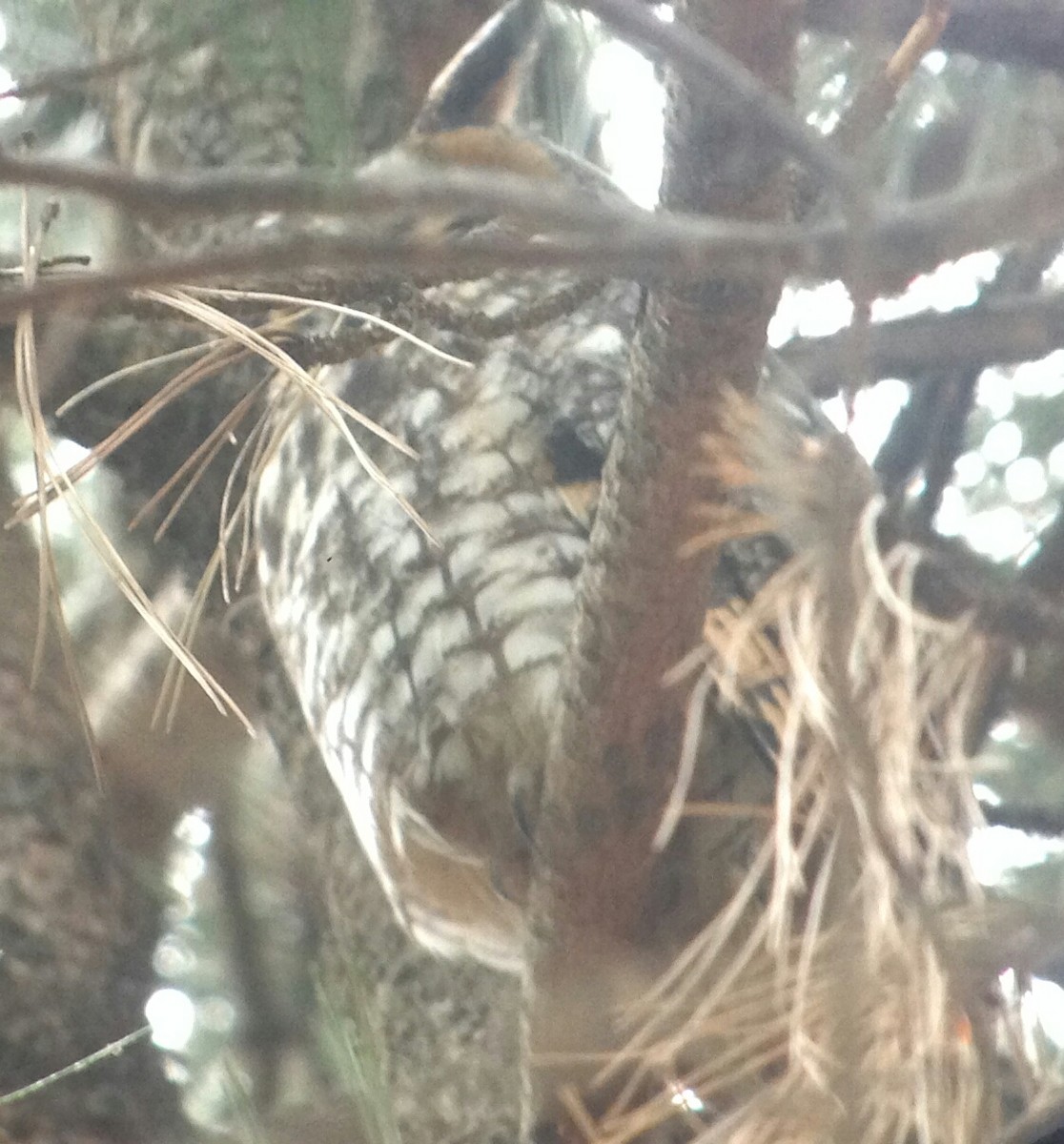 Long-eared Owl - ML139669581