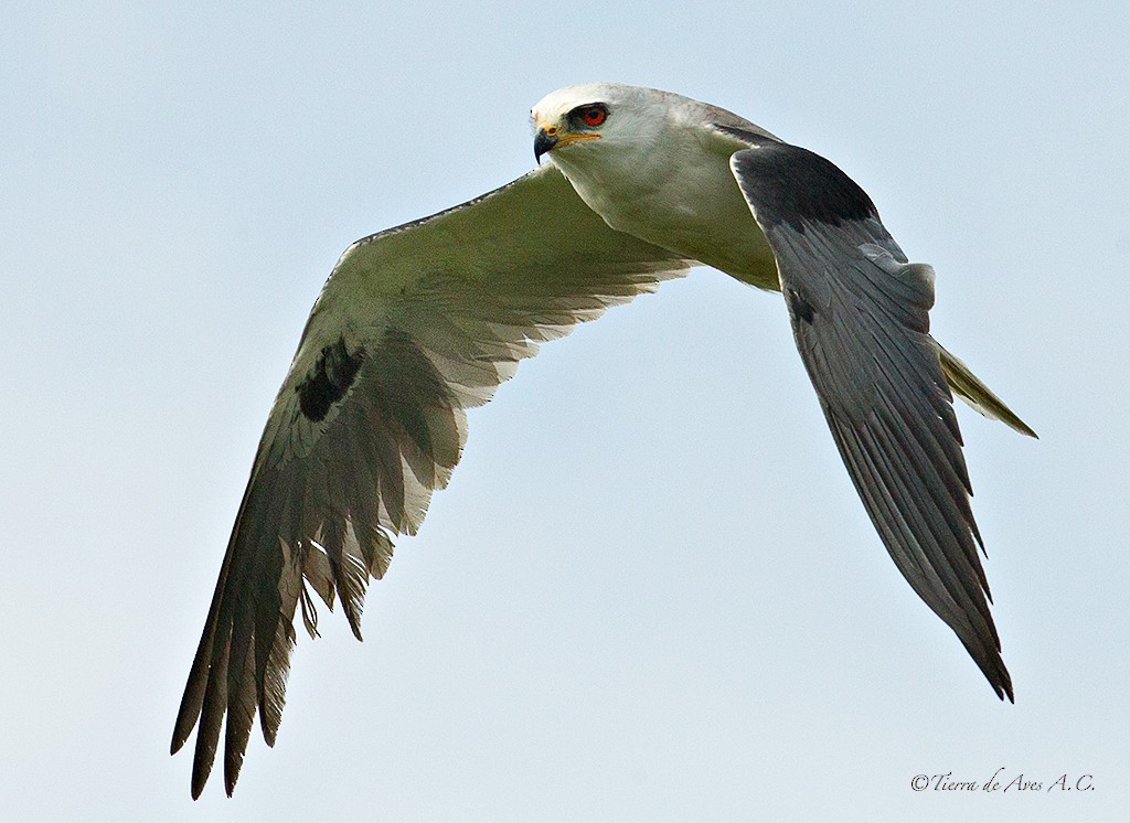 White-tailed Kite - manuel grosselet
