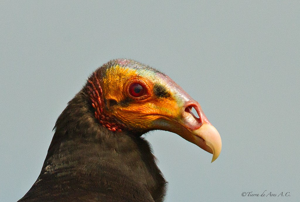 Lesser Yellow-headed Vulture - ML139671071