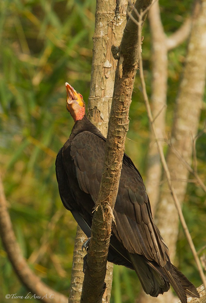 Lesser Yellow-headed Vulture - ML139672181