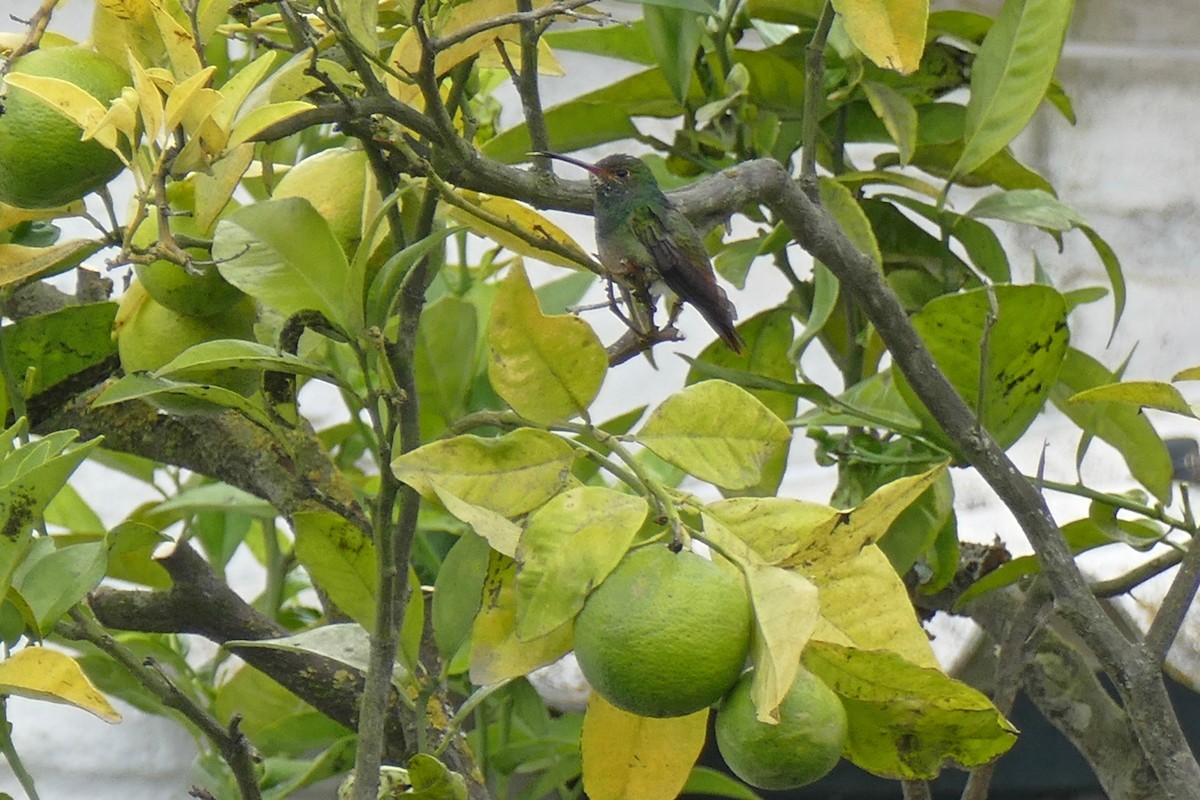 Rufous-tailed Hummingbird - Quentin Brown