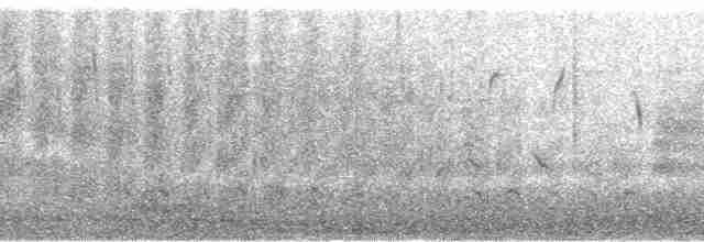 Белокрылый турпан - ML139676