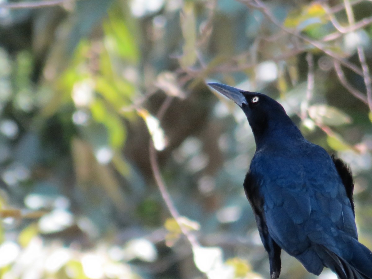 Great-tailed Grackle - ML139677031