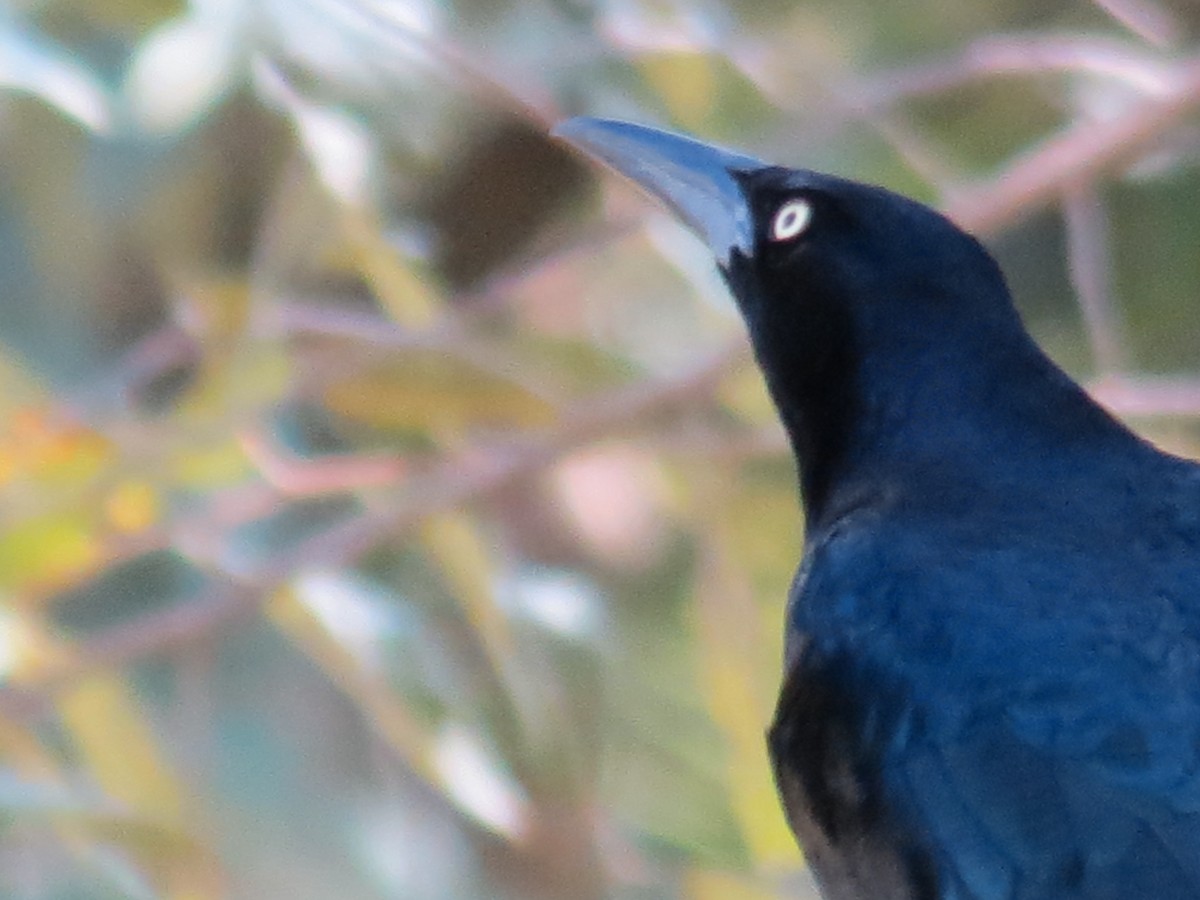 Great-tailed Grackle - ML139677051