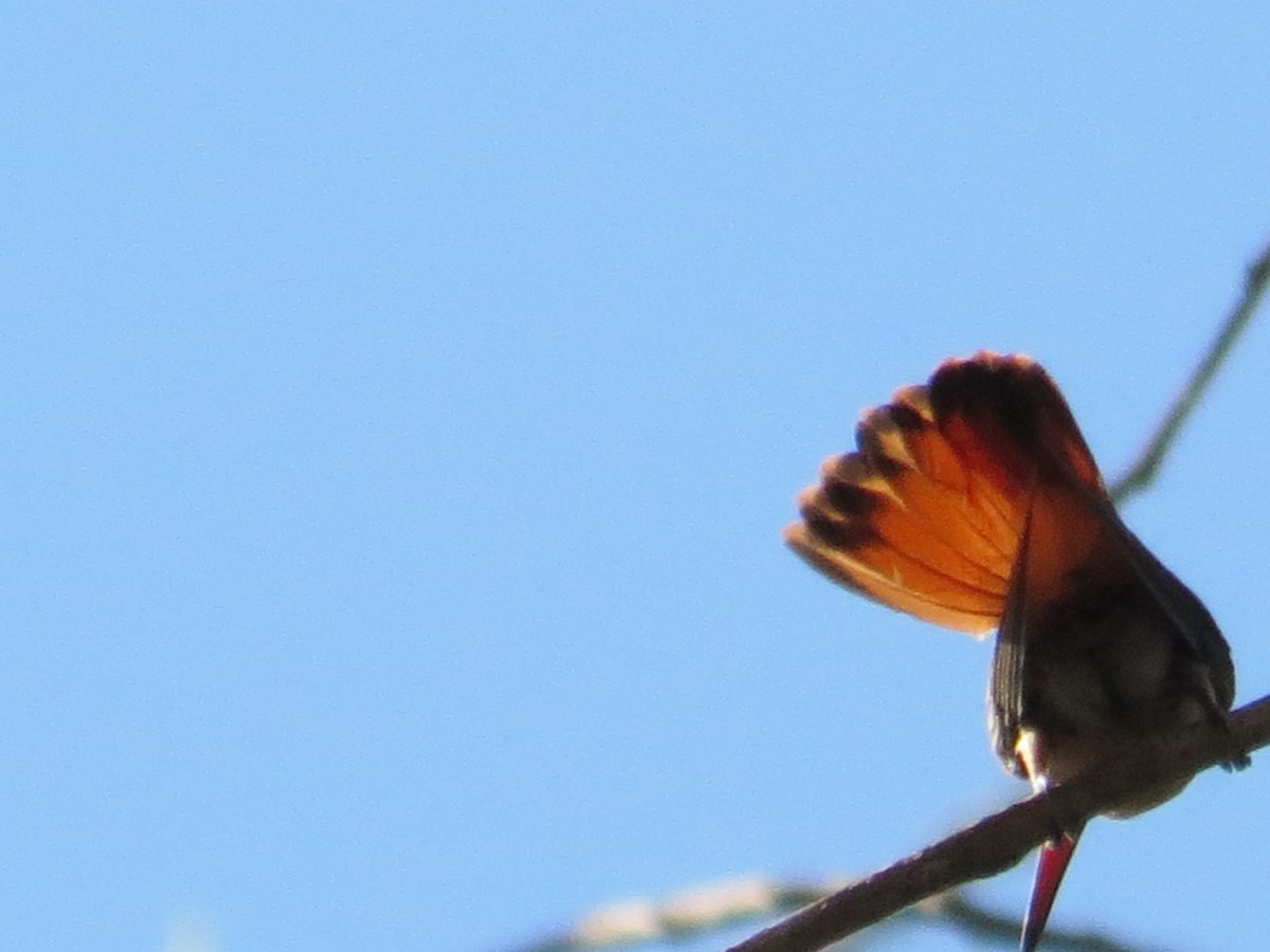 Cinnamon Hummingbird - ML139677111