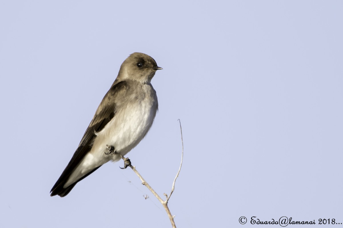Northern Rough-winged Swallow - Jorge Eduardo Ruano