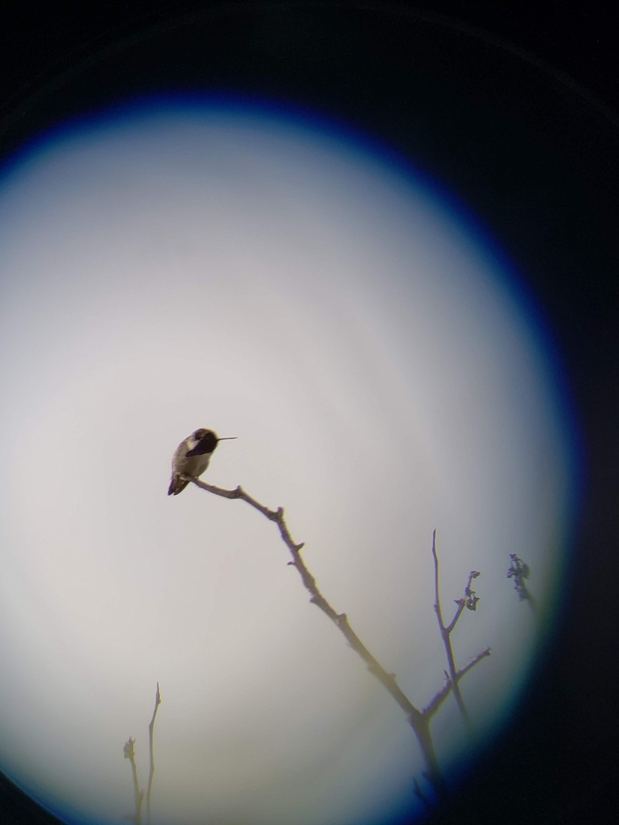 Costa's Hummingbird - ML139678691
