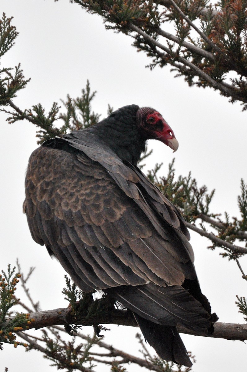 Turkey Vulture - ML139679761
