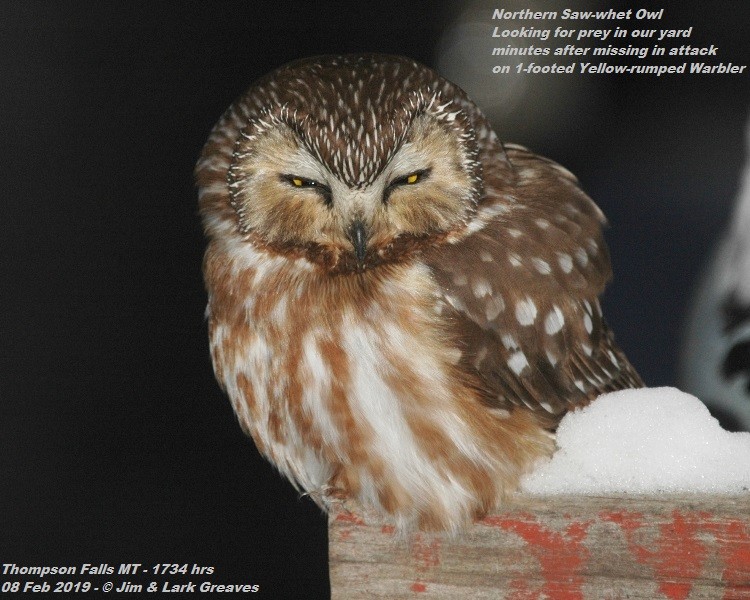 Northern Saw-whet Owl - Jim Greaves