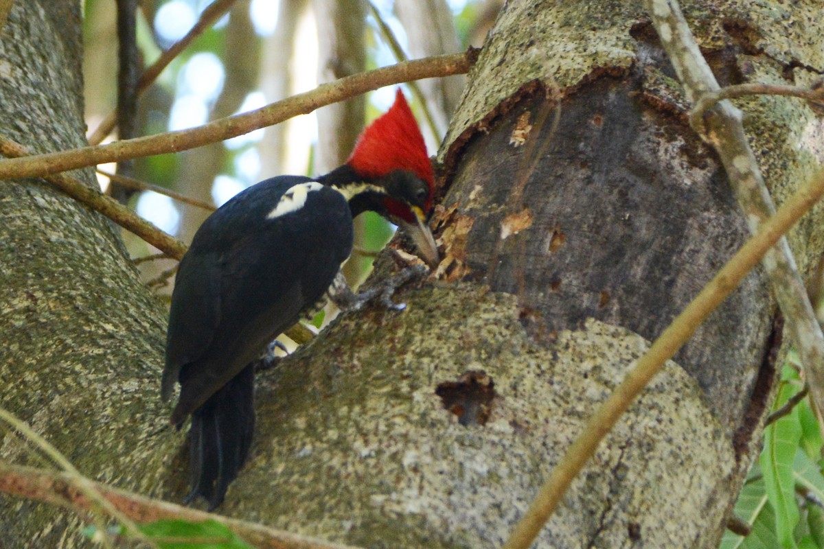 Pale-billed Woodpecker - Marie O'Neill