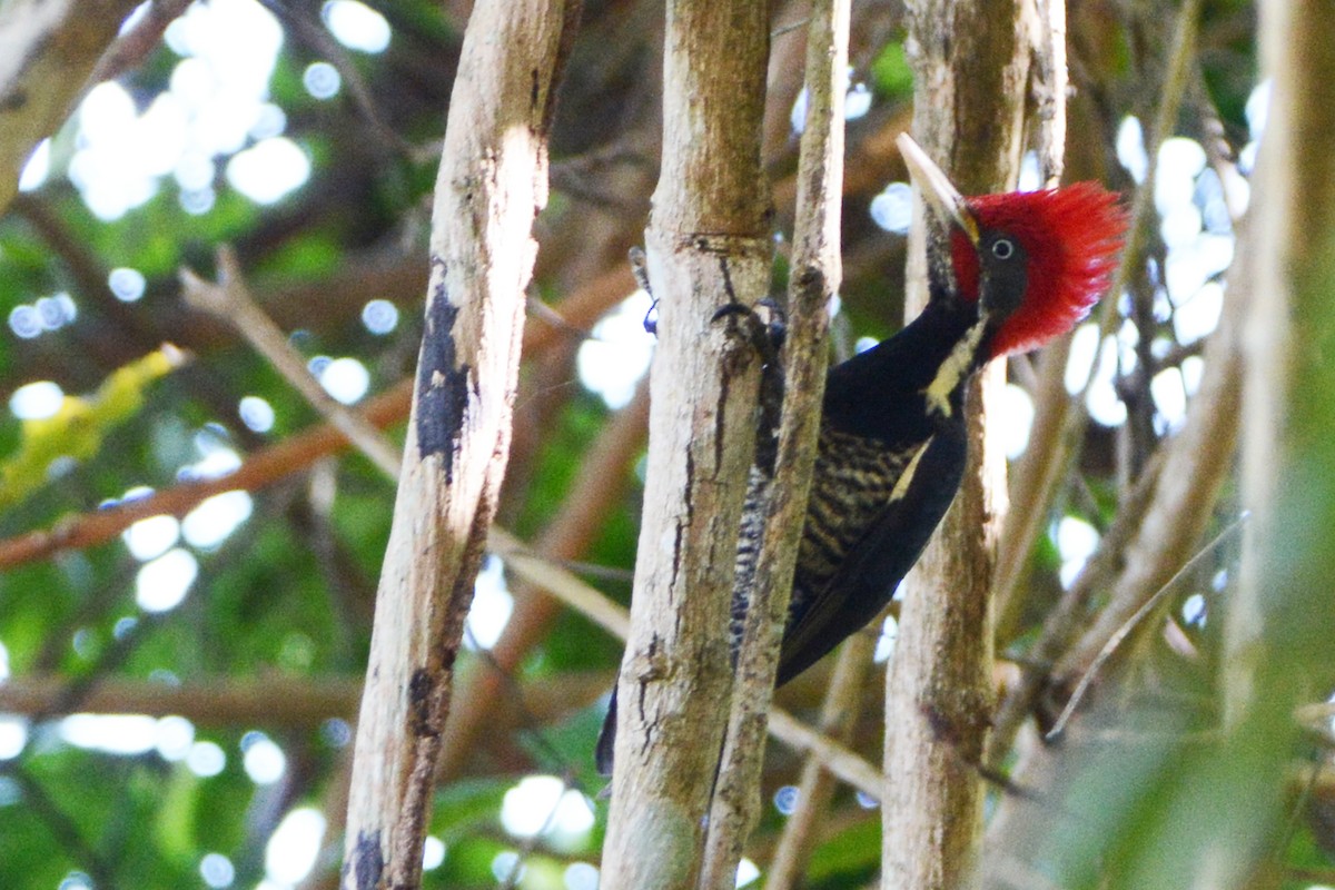 Pale-billed Woodpecker - Marie O'Neill