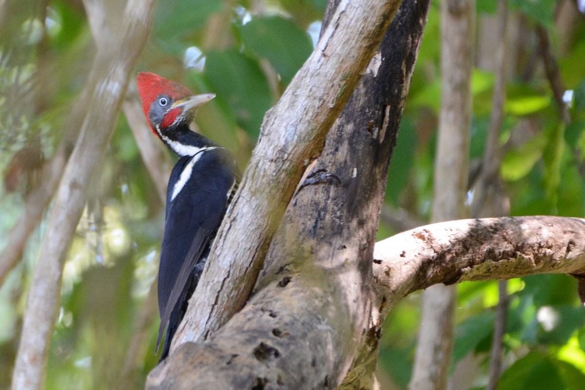 Pale-billed Woodpecker - ML139682621